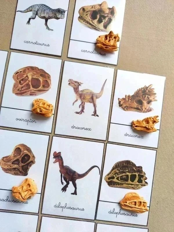 Kit benamingen van dinosaurussen met schedels Montessori – photo 3